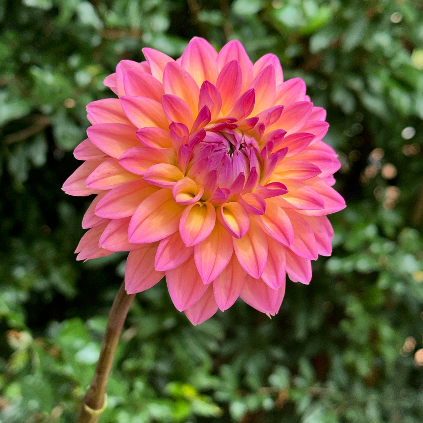 Mondriaan Dahlia Tuber