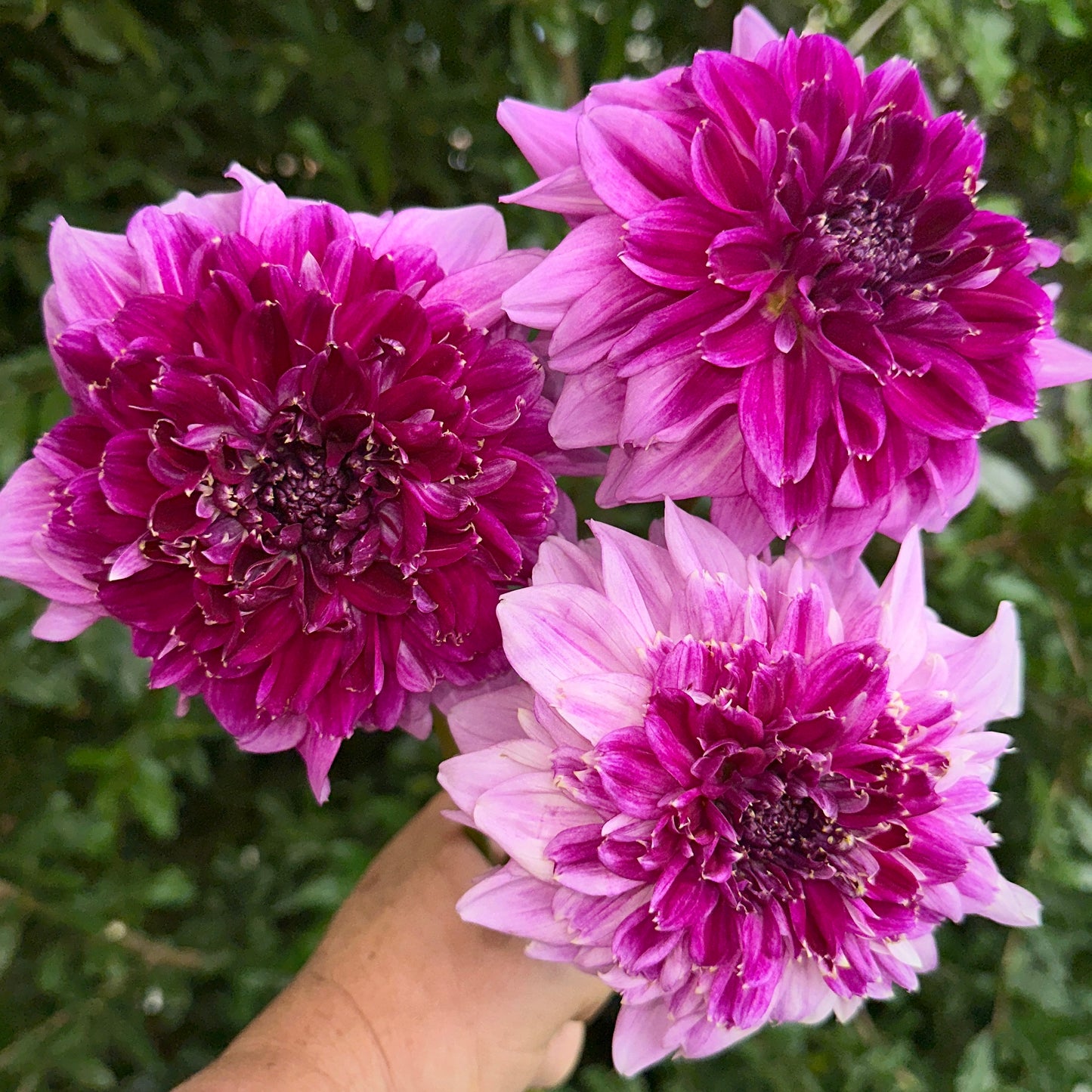 Richards Fortune Dahlia Tuber