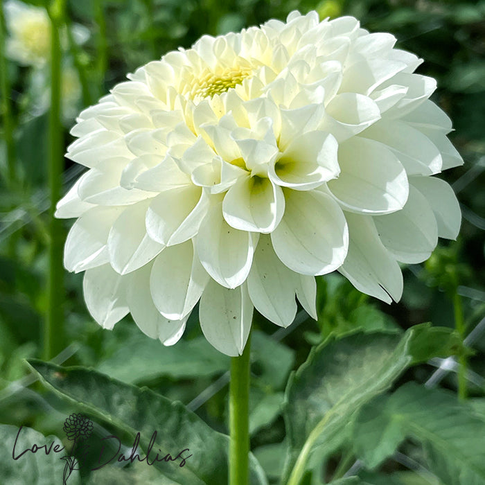 Love Dahlias Dahlia Tubers Bulbs South Africa Bazuin Snow White