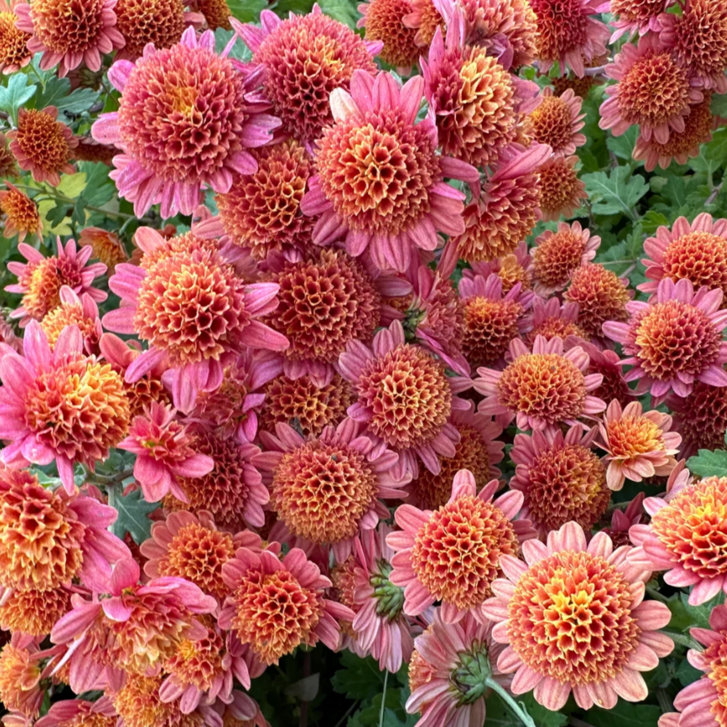 Bronze Fleece Heirloom Chrysanthemum (Available 2028)