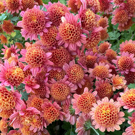 Bronze Fleece Heirloom Chrysanthemum (Available 2028)