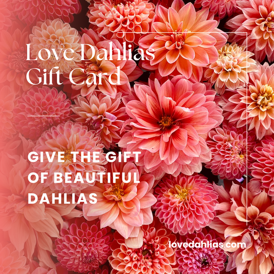 Love Dahlias Gift Card