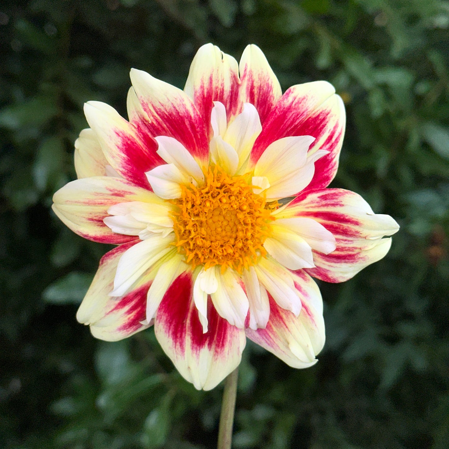 Aspire Fancy Dahlia Tuber