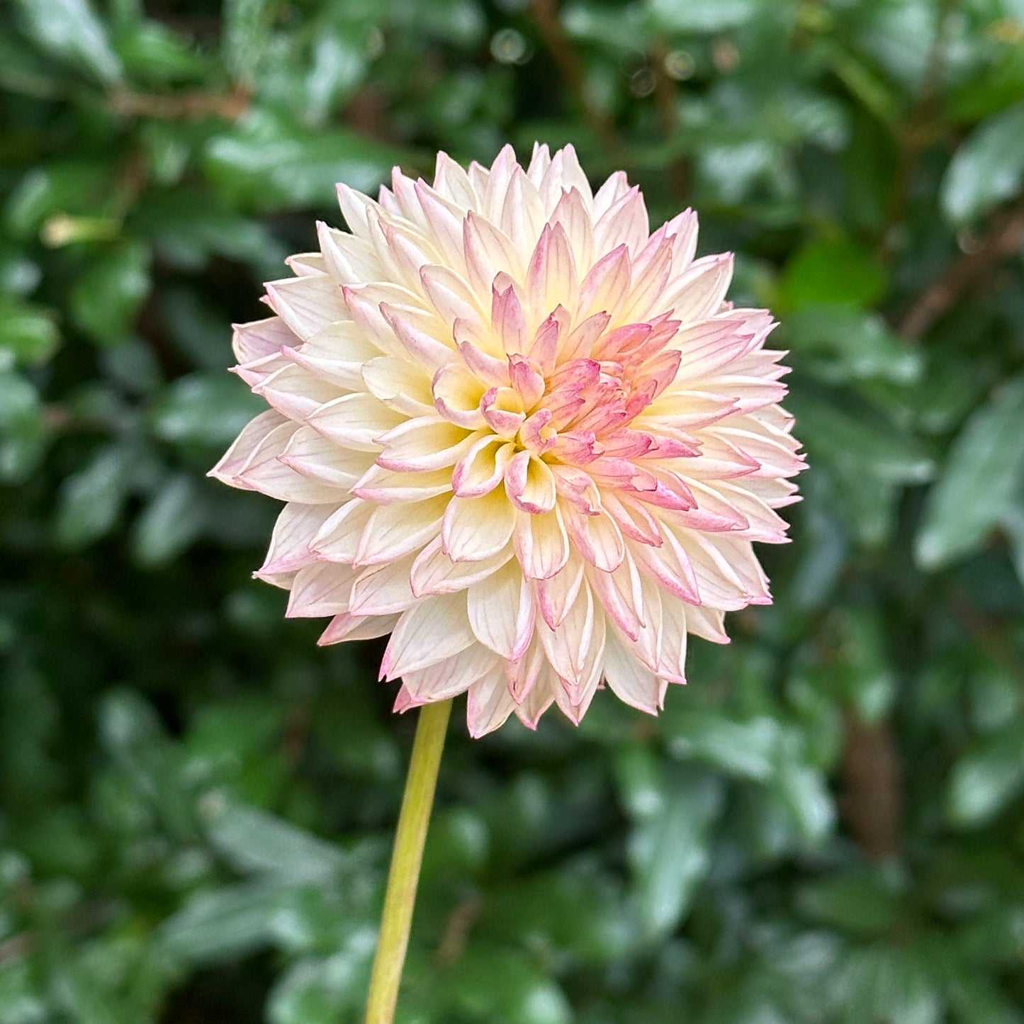 Valley Porcupine Dahlia Tuber