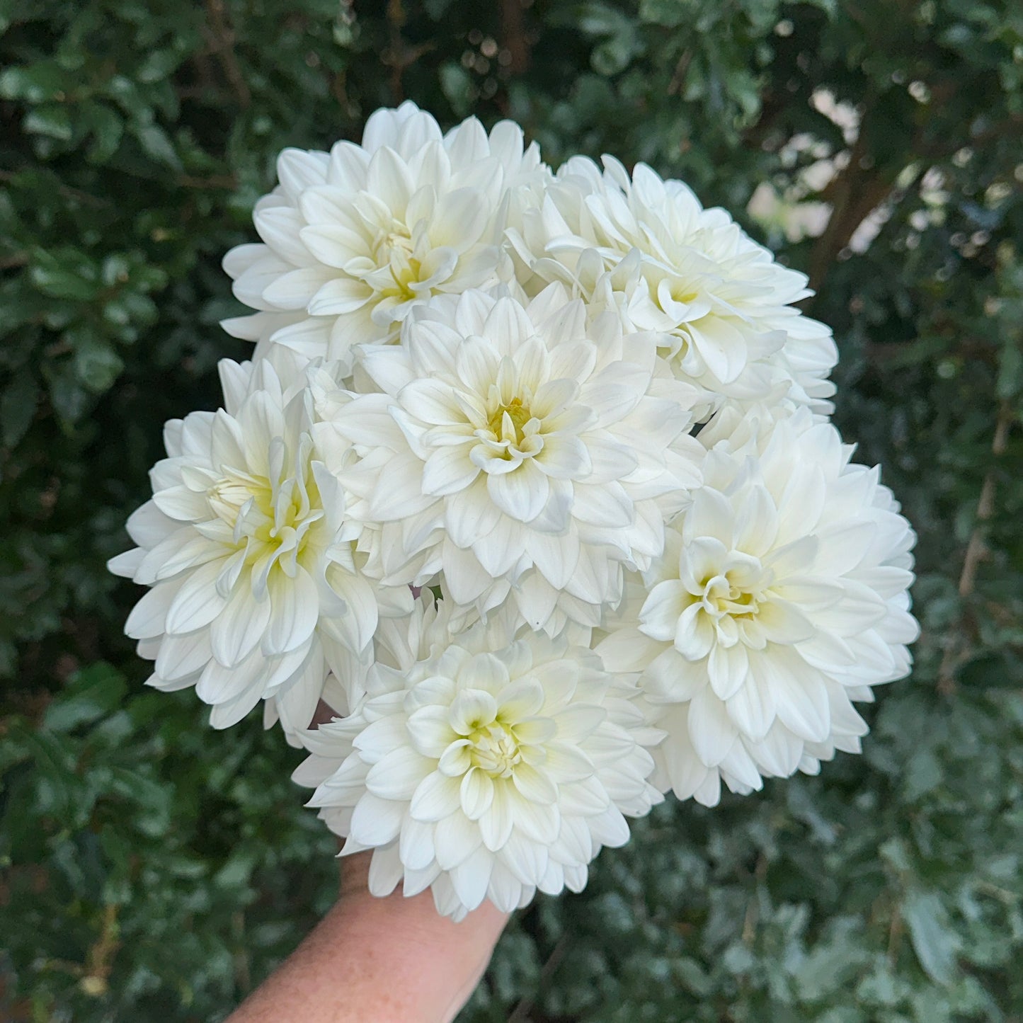 Siberia Dahlia Tuber