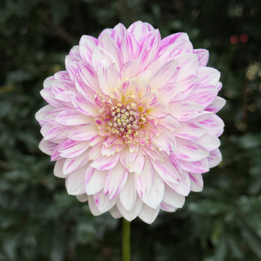 Que Serra Dahlia Tuber
