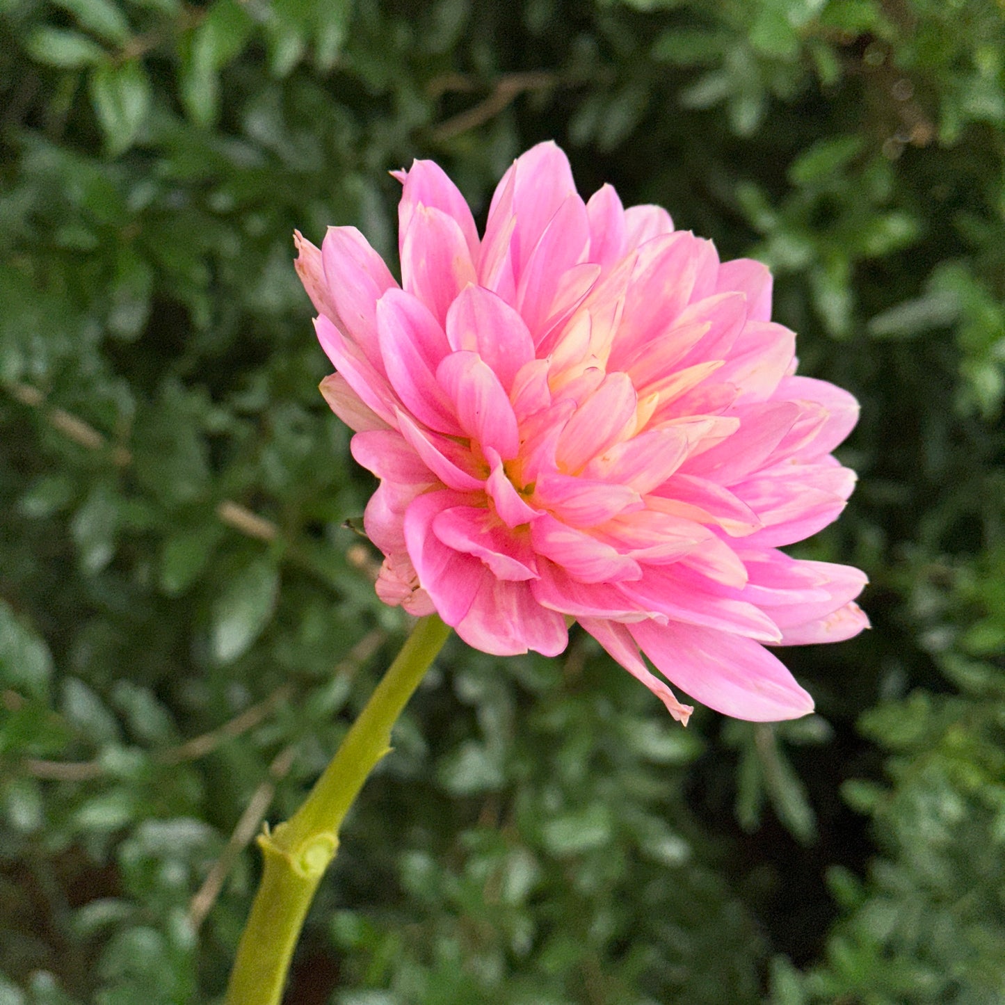 Hollyhill Pink Martini Dahlia Tuber