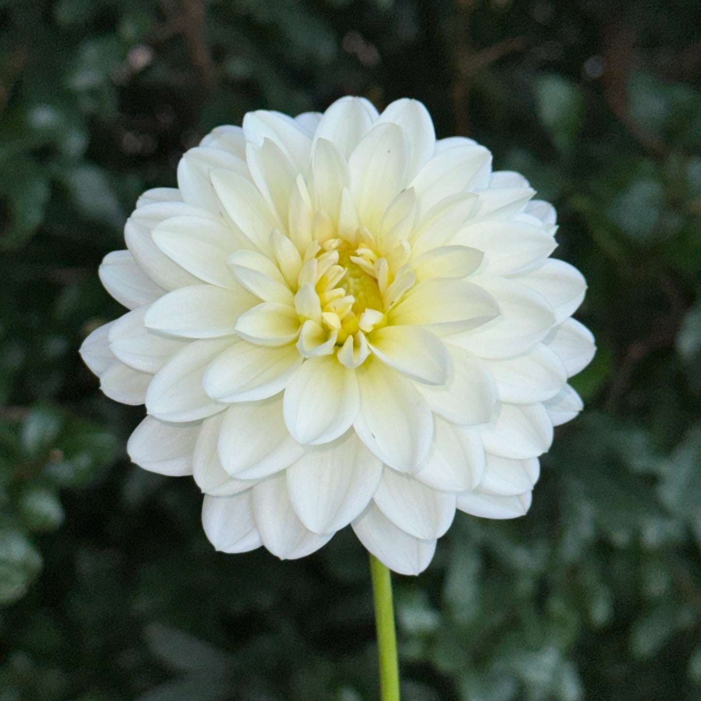 White Onesta Dahlia Tuber