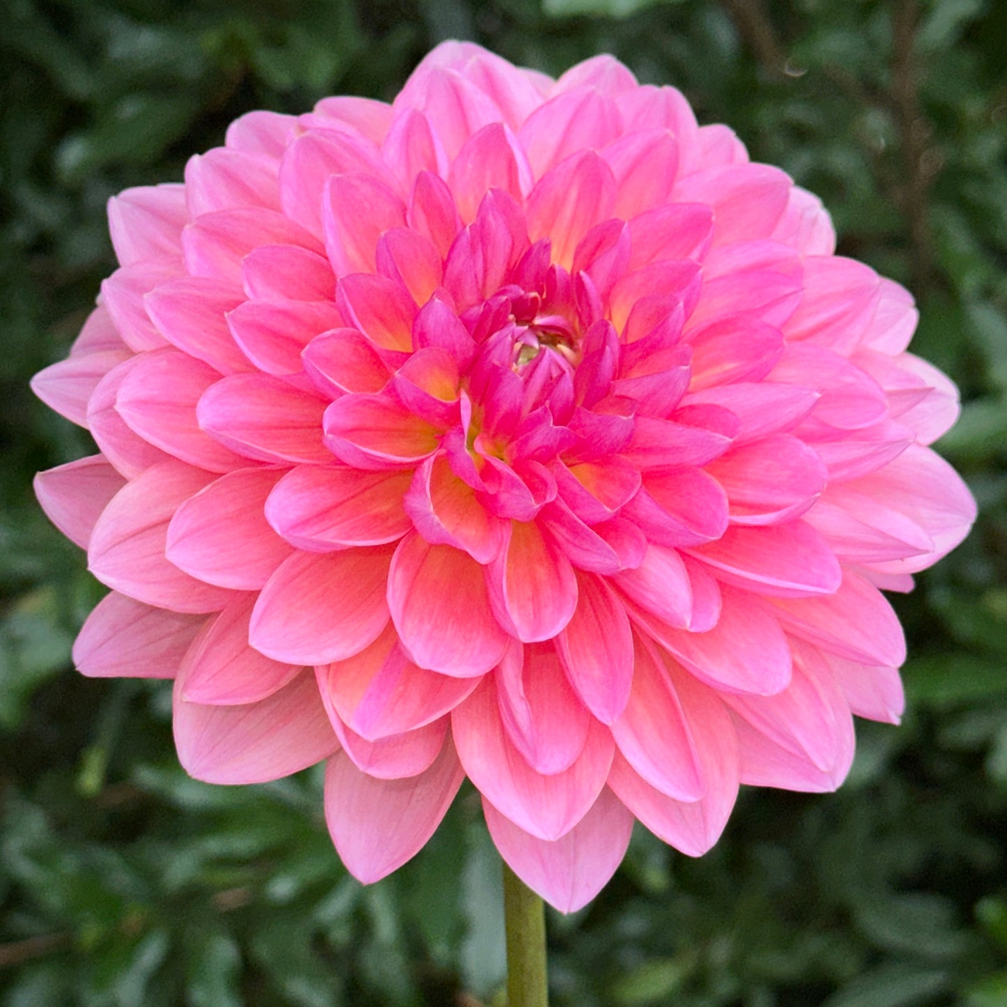 Wildwood Marie Dahlia Tuber