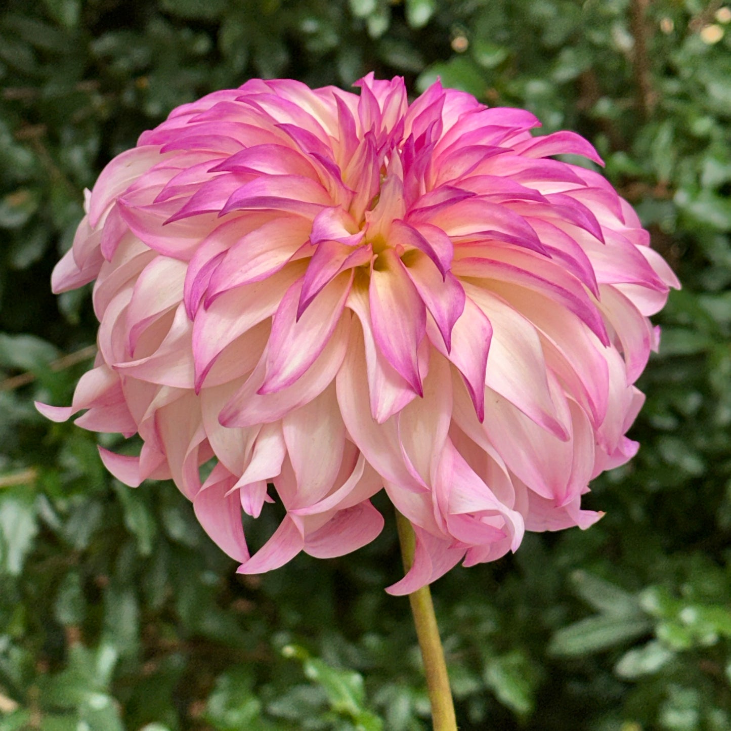 Colorado Classic Dahlia Tuber