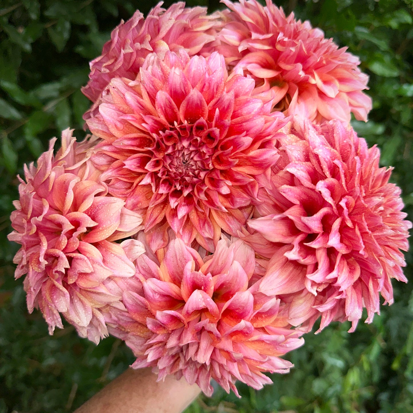 Hollyhill Orange Ice Dahlia Tuber