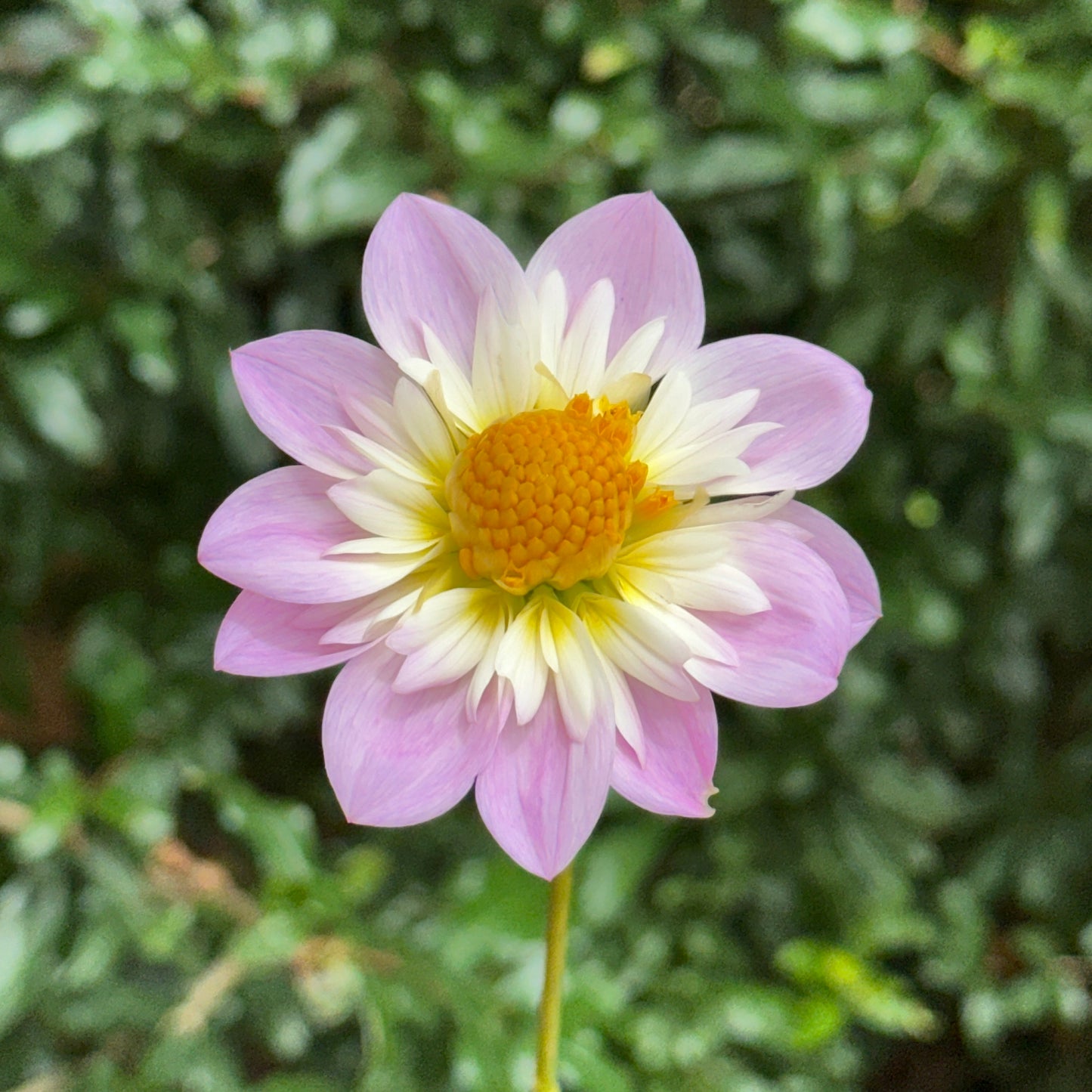 Teesbrook Audrey Dahlia Tuber