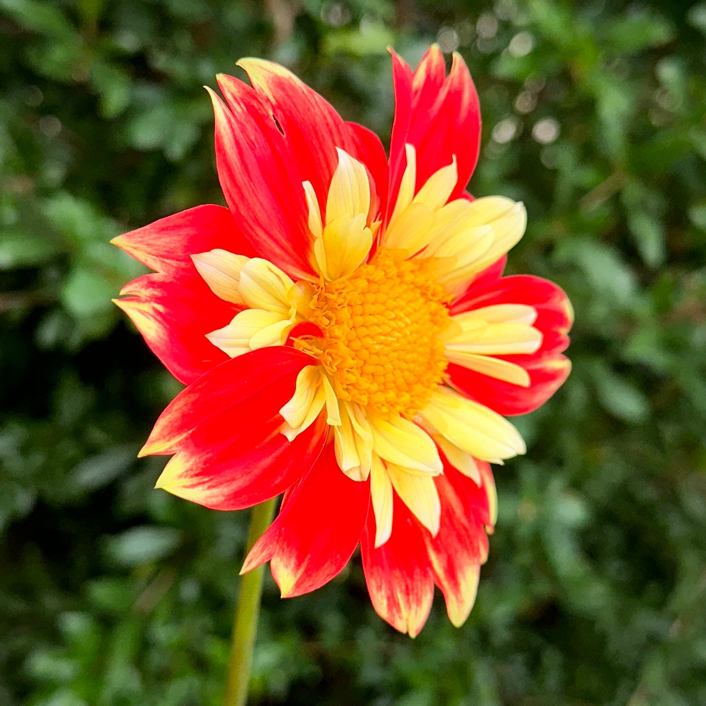 Pooh Dahlia Tuber