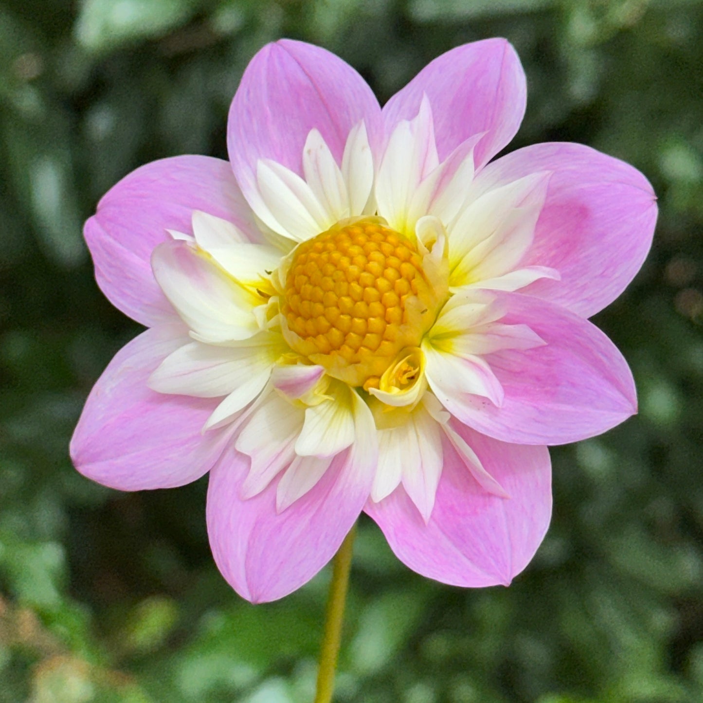 Teesbrook Audrey Dahlia Tuber