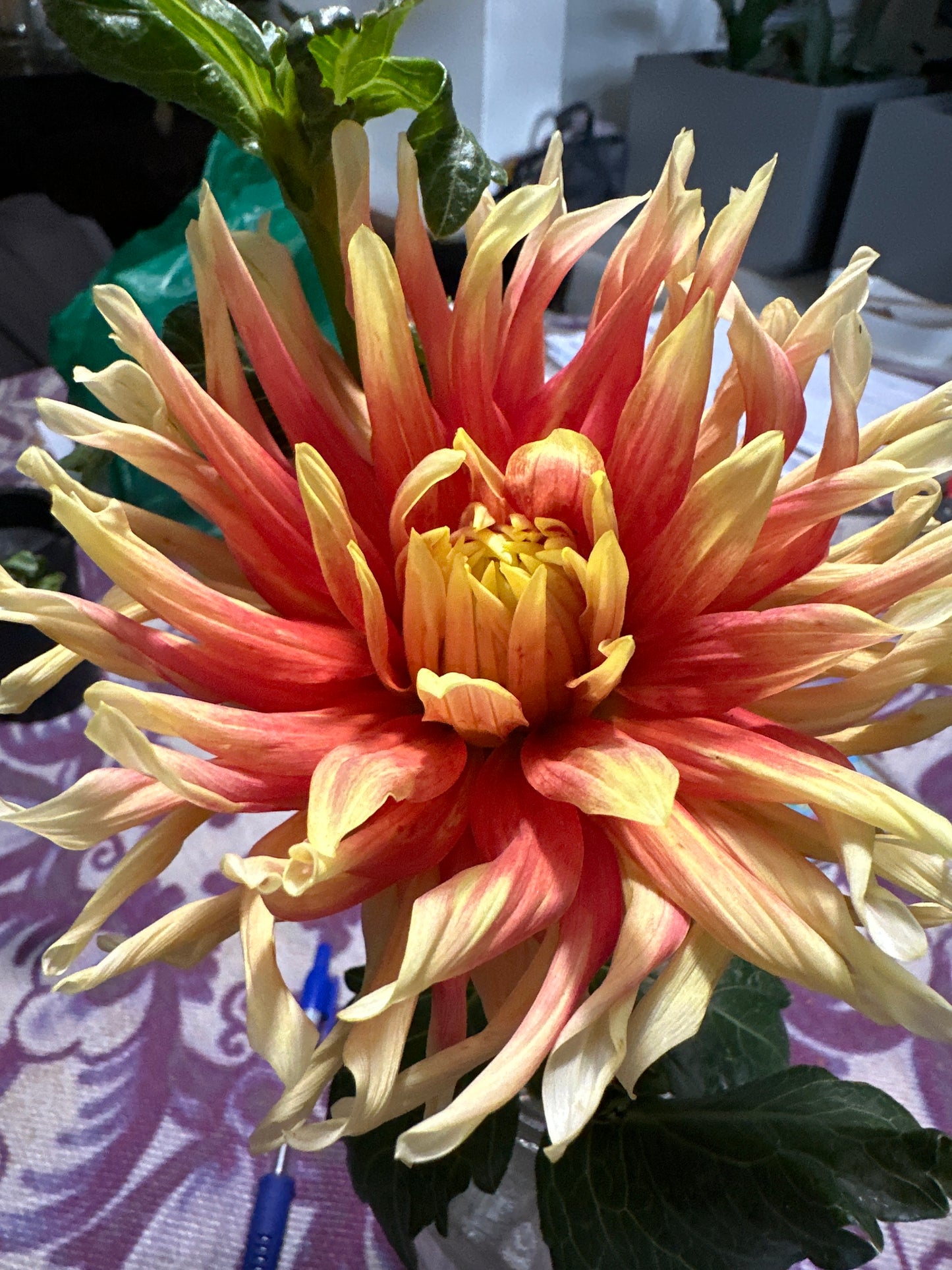 Totally Tangerine Dahlia Tuber