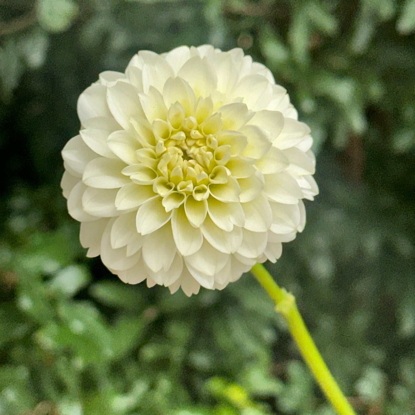 White Aster Dahlia Tuber