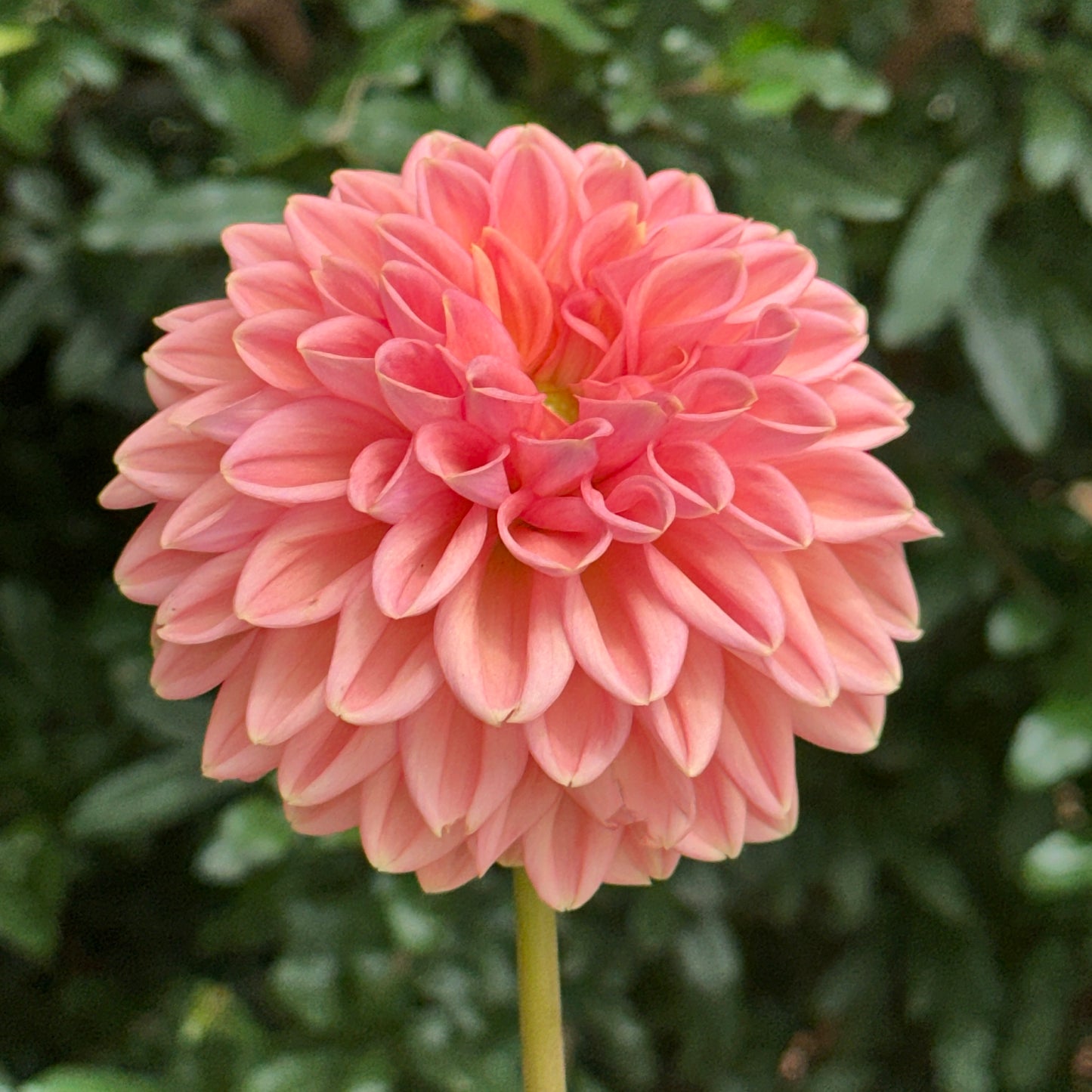 Lark's Ebbe Dahlia Tuber