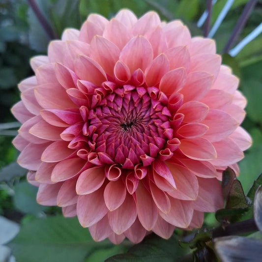 Sweet Sanne Dahlia Tuber