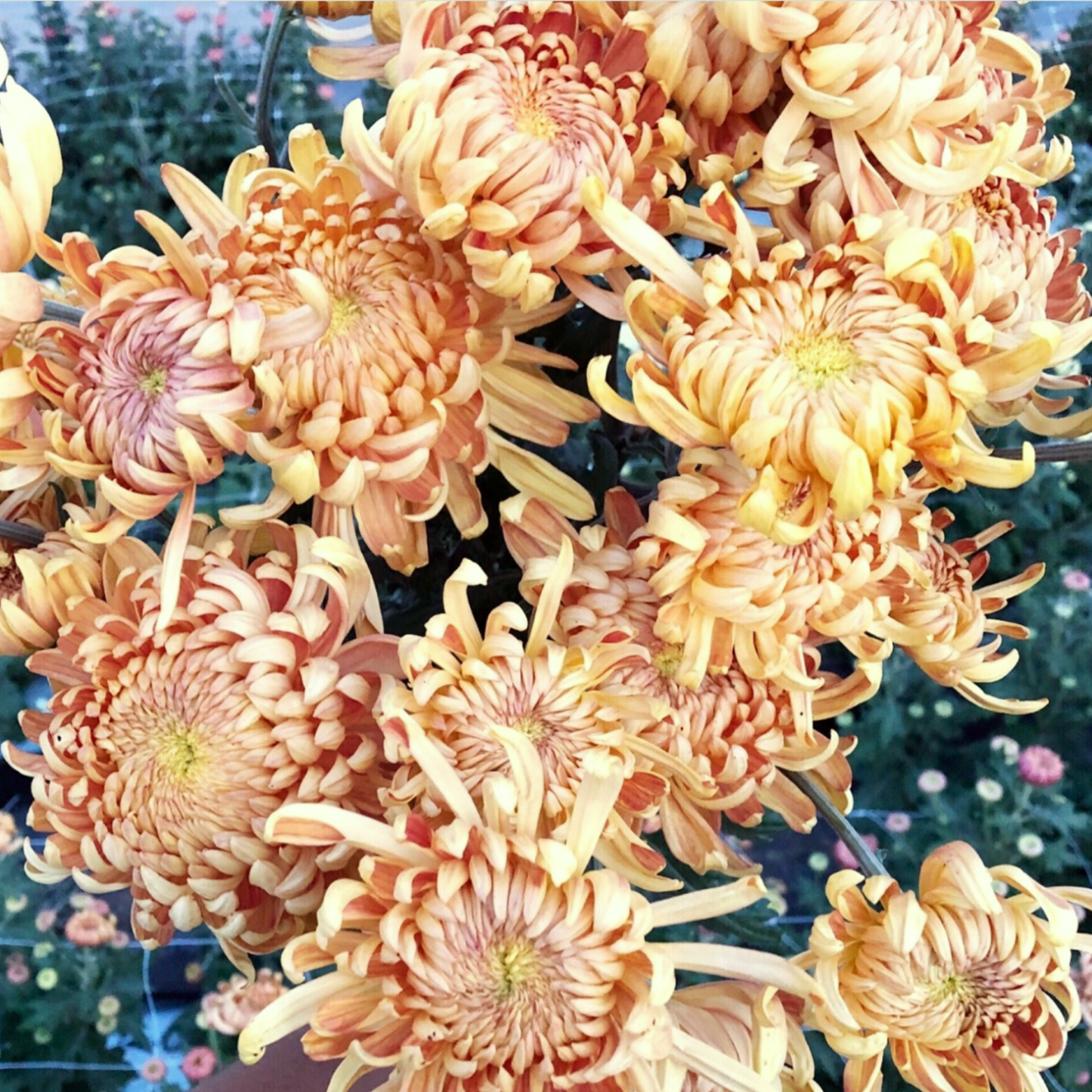 Champagne Beauty Heirloom Chrysanthemum (Available 2028)