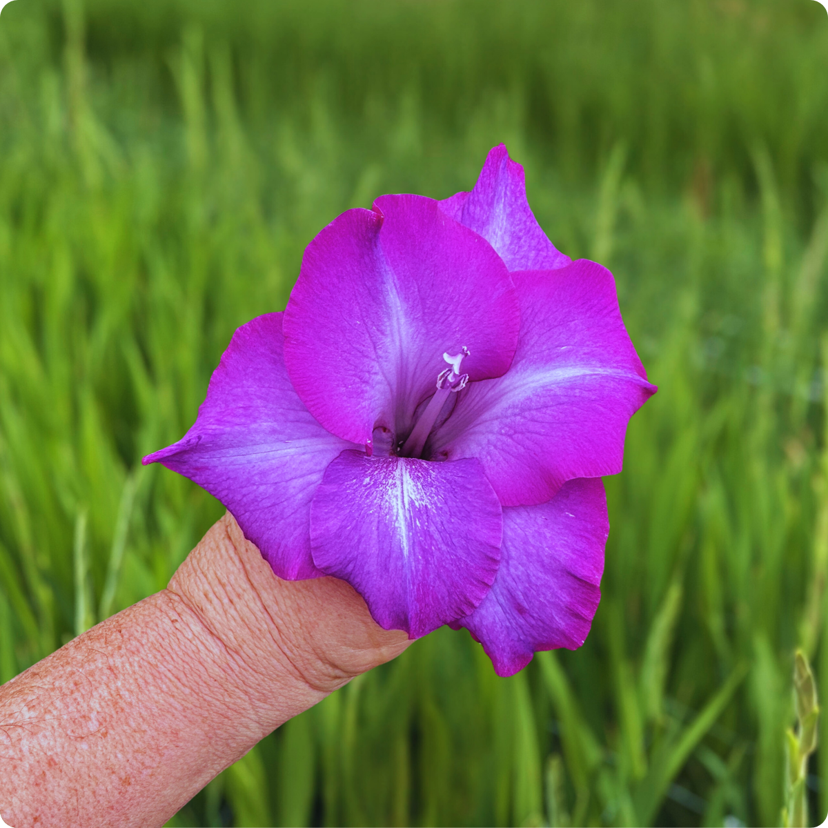 Chemistry Gladiolus Corms (Pack of 10) Sword Lily