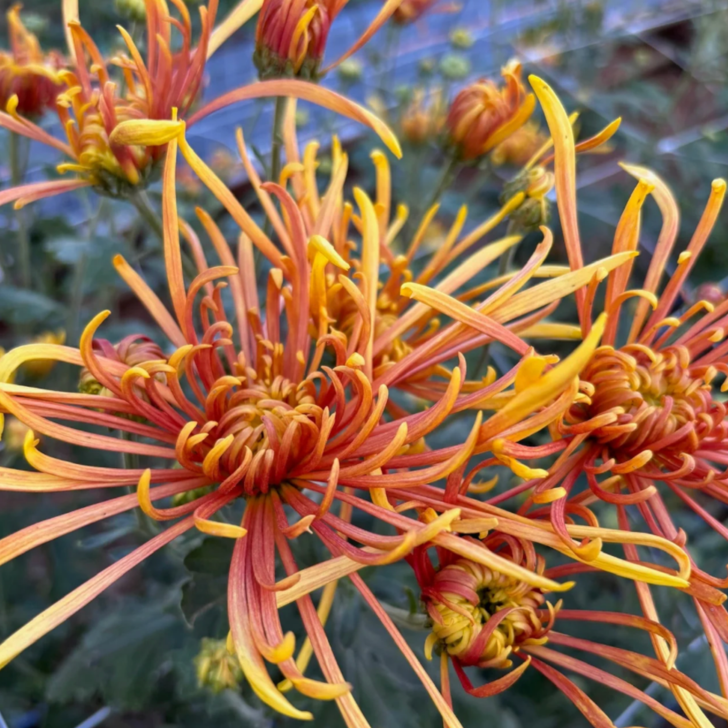 Coral Reef Heirloom Chrysanthemum (Available 2028)