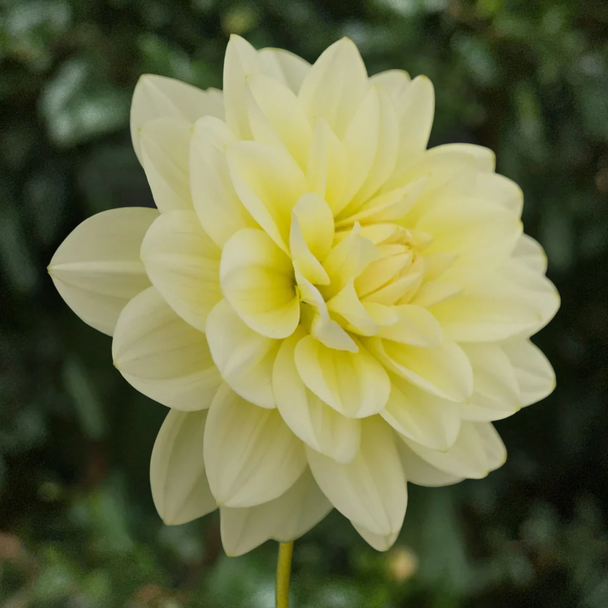 Cream Beauty Dahlia Tuber | South Africa