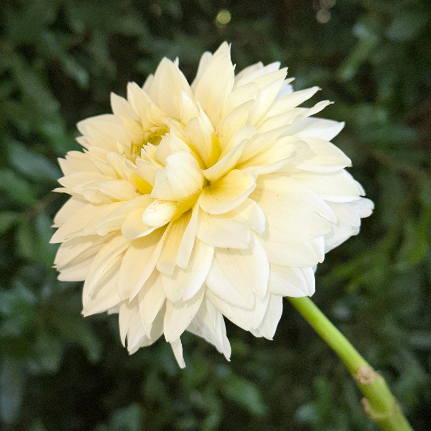 Polar Ice Dahlia Tuber