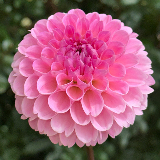 Wizard of Oz Dahlia Tuber