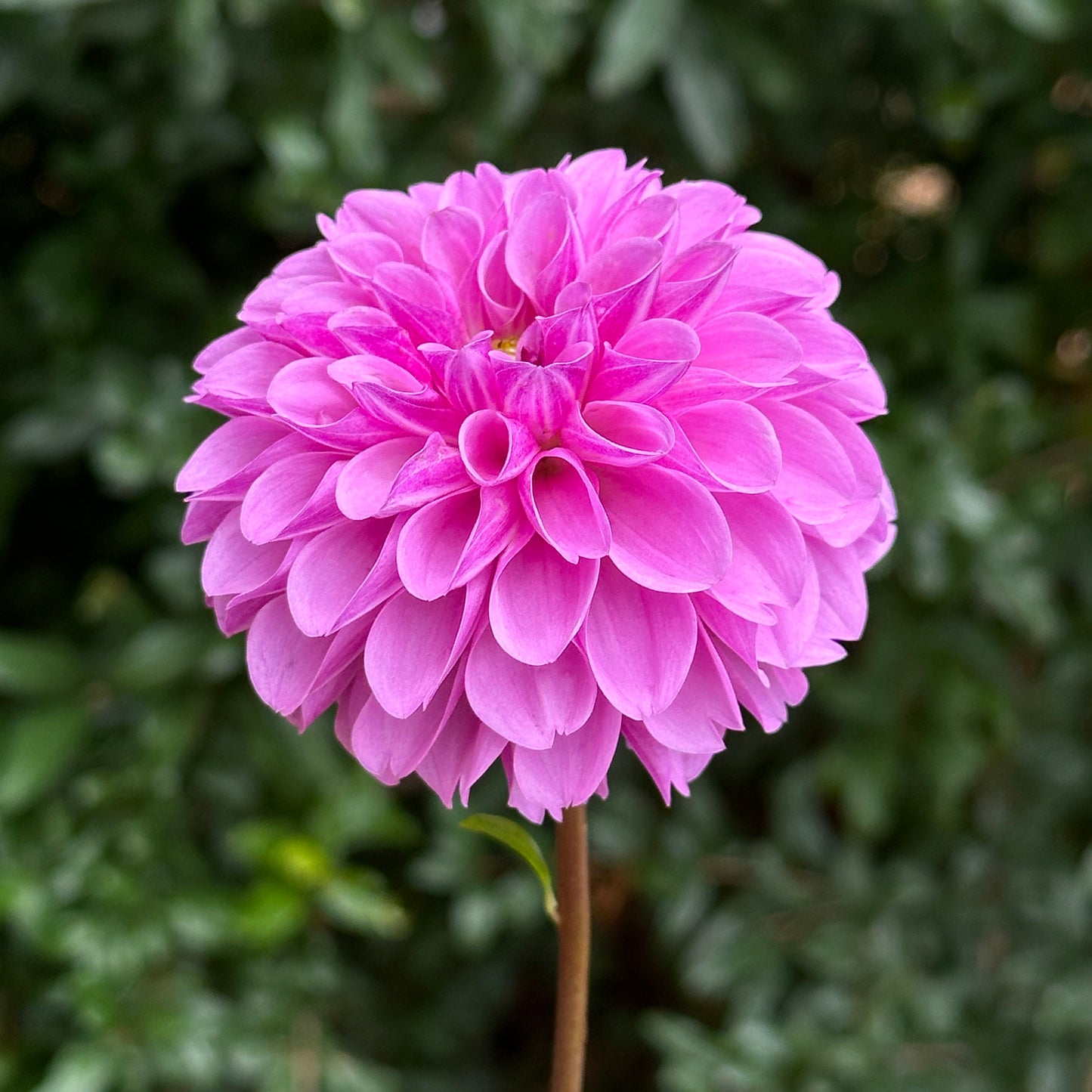 Robann Regal Dahlia Tuber