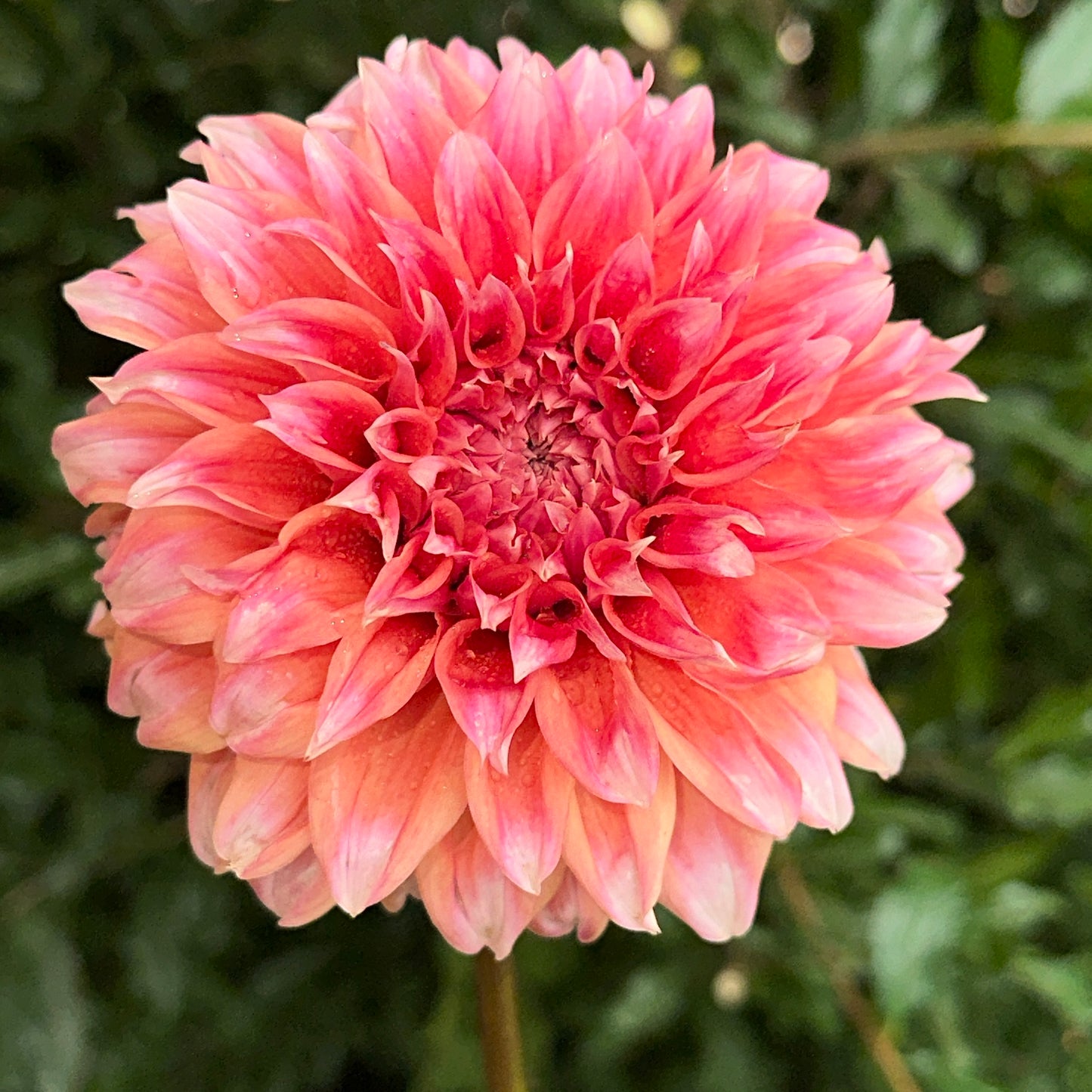 Hollyhill Orange Ice Dahlia Tuber