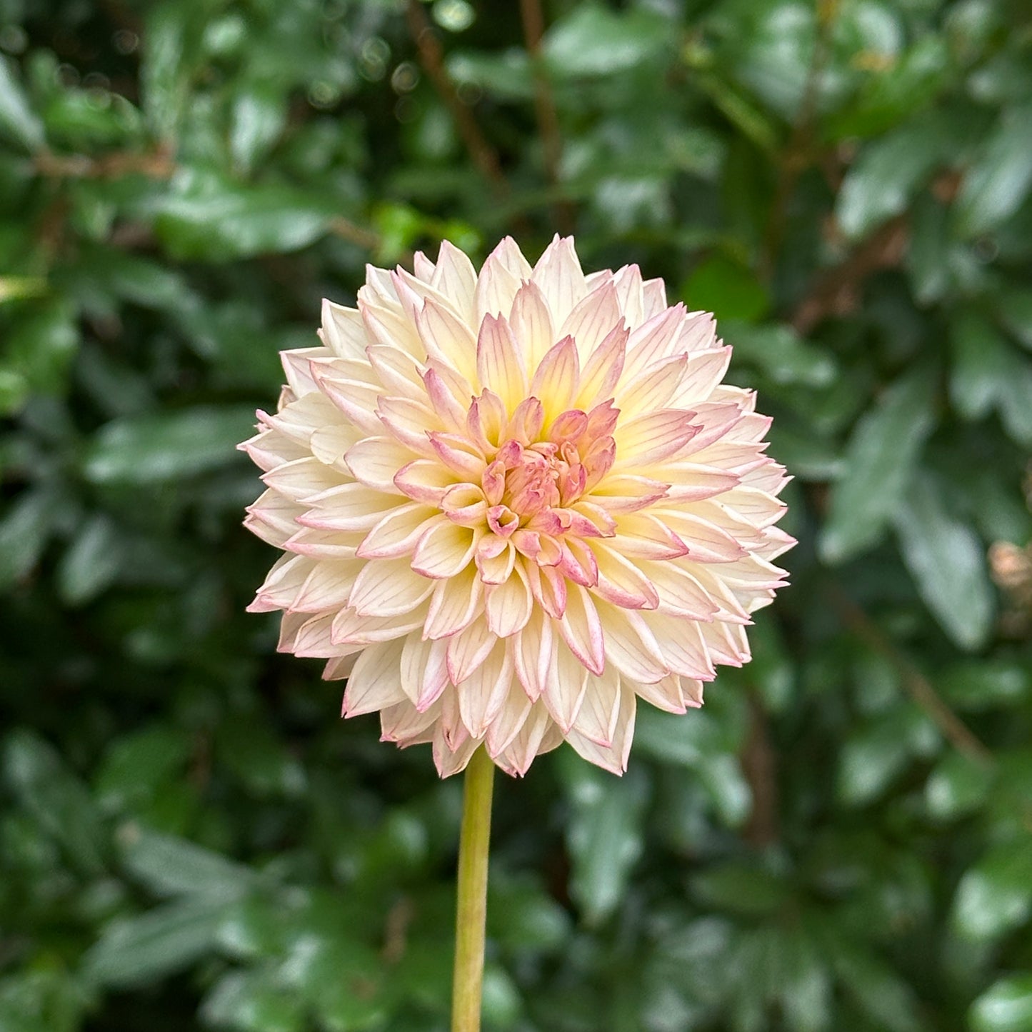 Valley Porcupine Dahlia Tuber