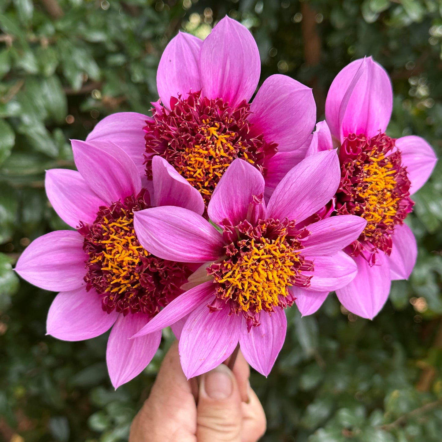 Blue Bayou Dahlia Tuber