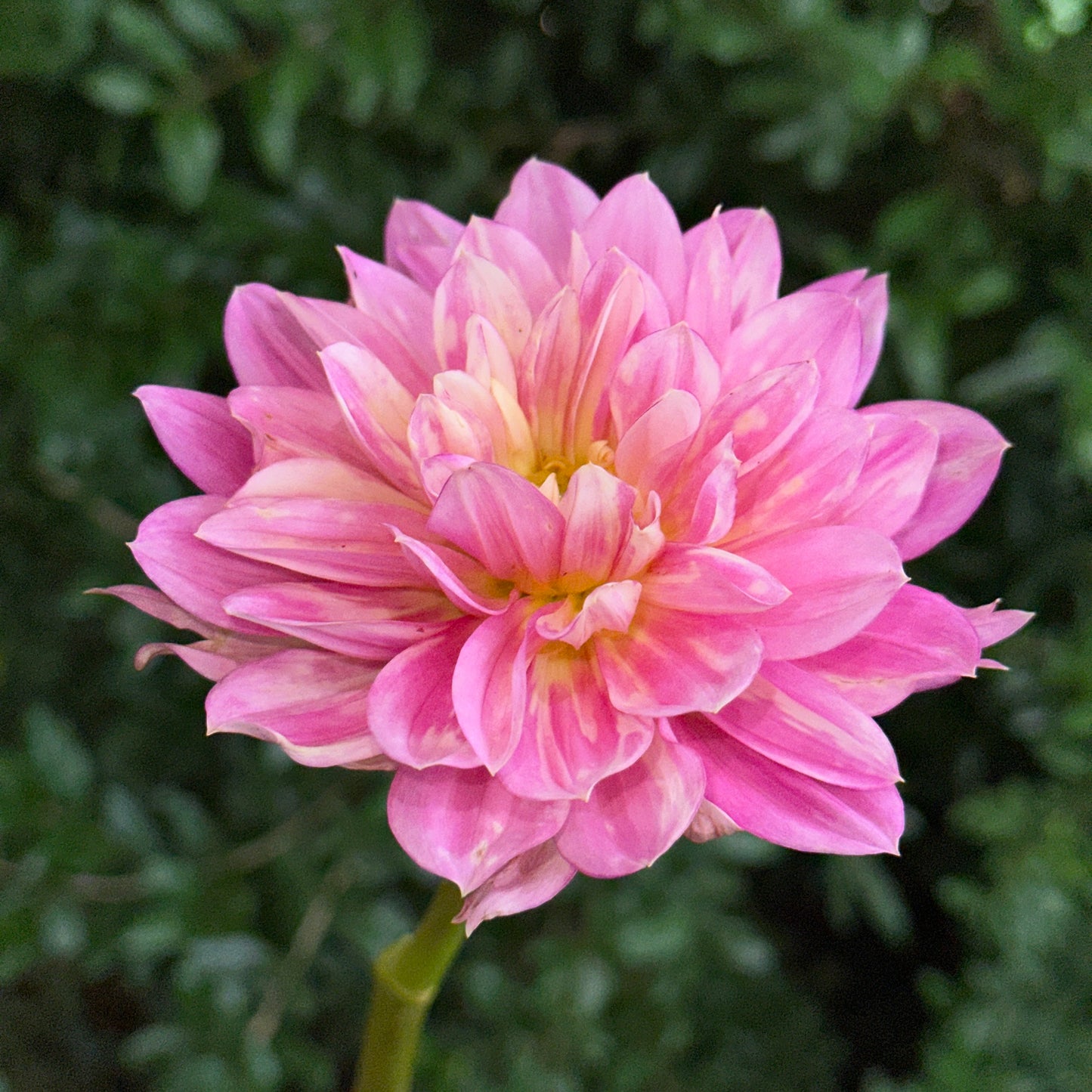 Hollyhill Pink Martini Dahlia Tuber