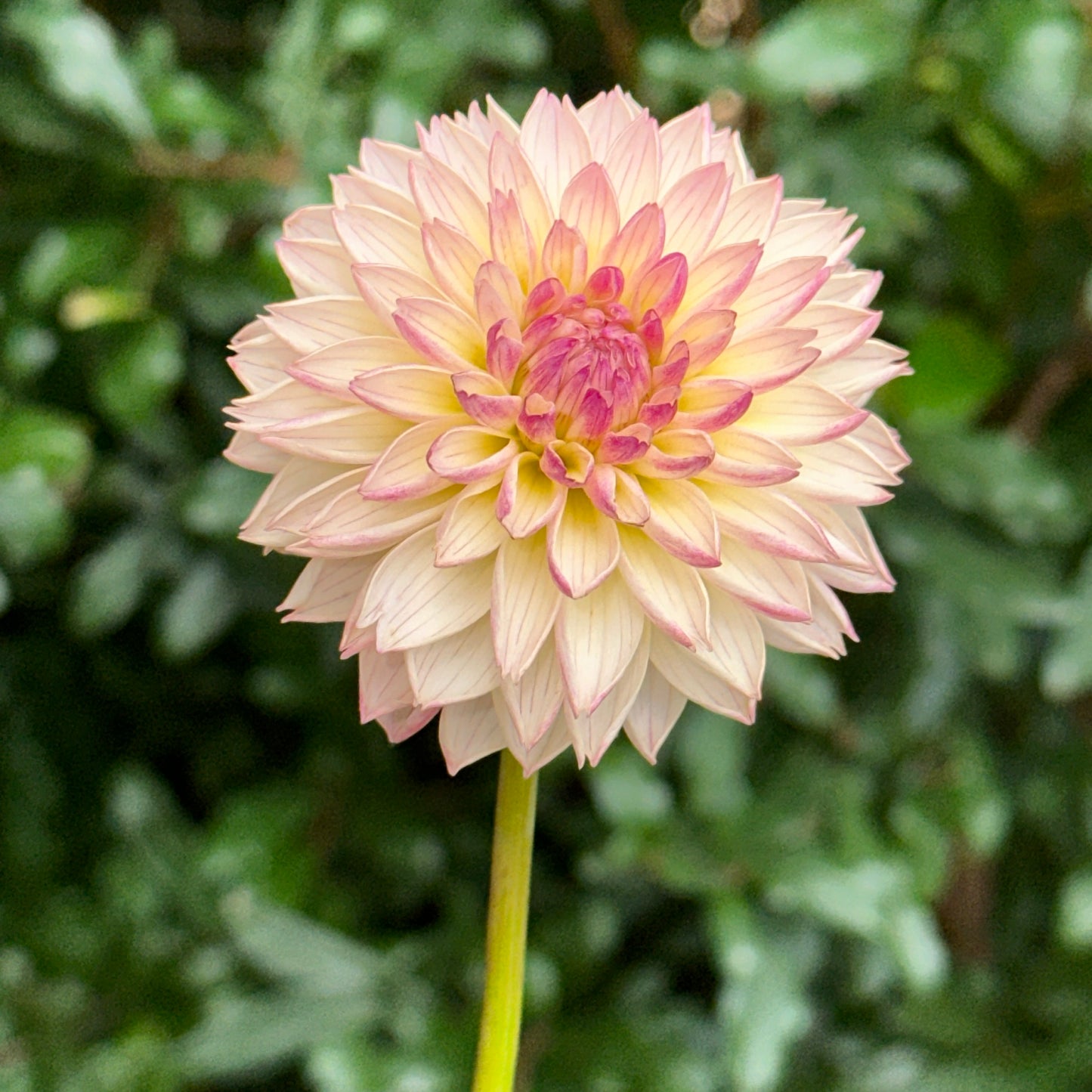 Valley Porcupine Dahlia Tuber