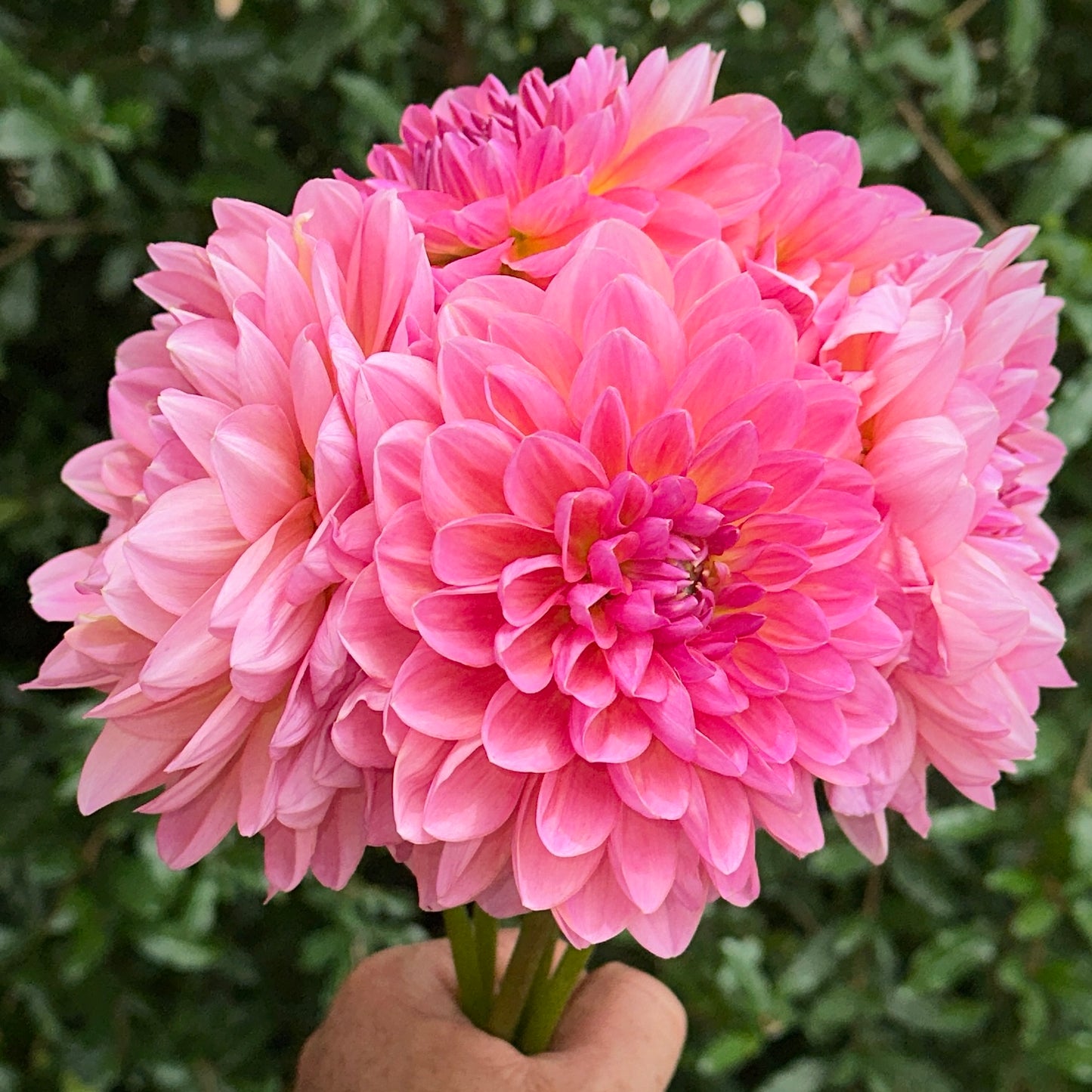 Wildwood Marie Dahlia Tuber