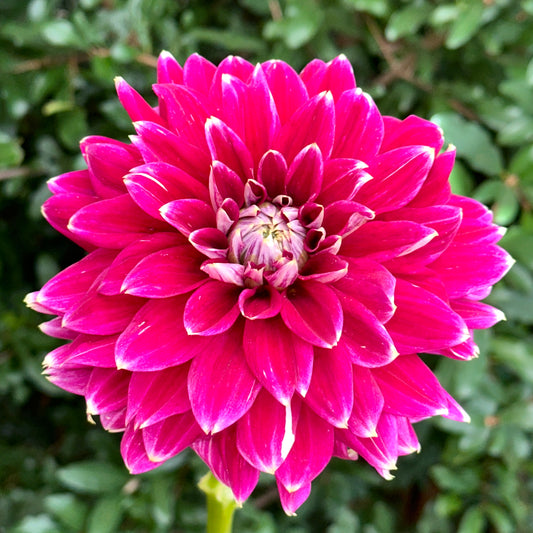 Maldini Dahlia Tuber