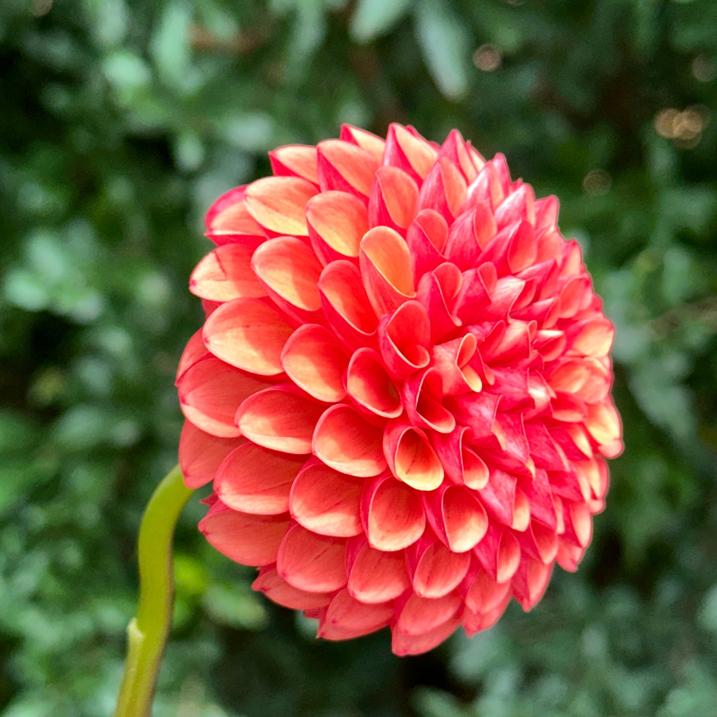 Valley Rust Bucket Dahlia Tuber