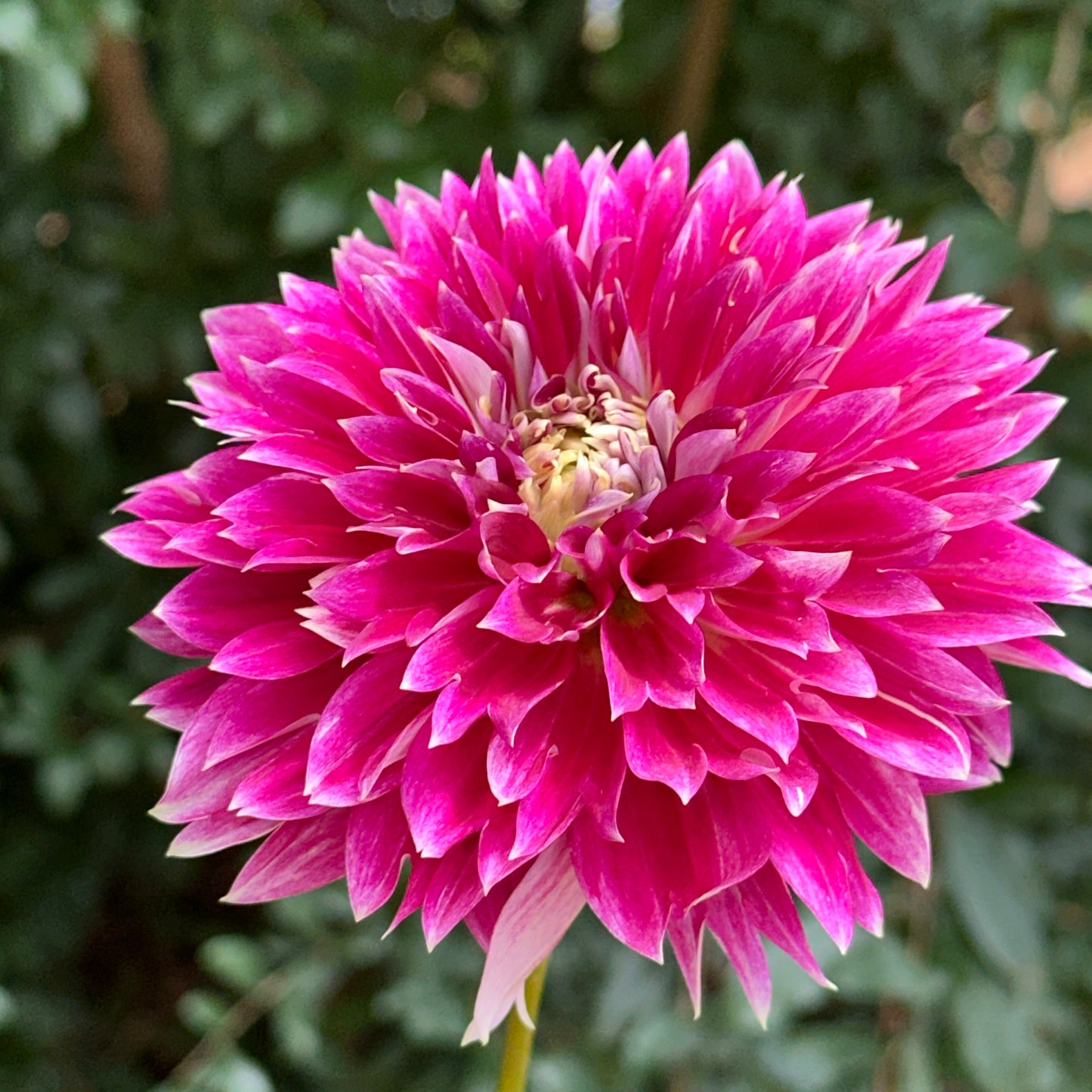 Temple of Beauty Dahlia Tuber