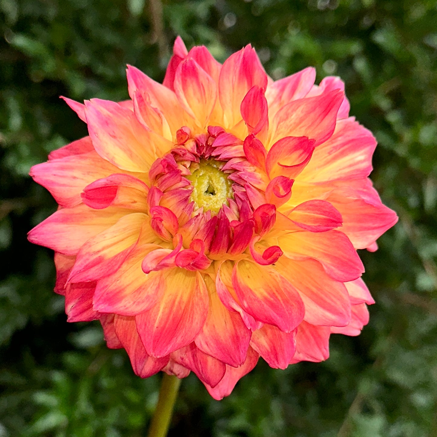 Hapet Peachy Dahlia Tuber