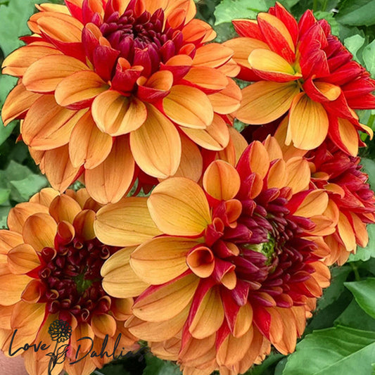 Love Dahlias Dahlia Tubers Bulbs South Africa American Sunset