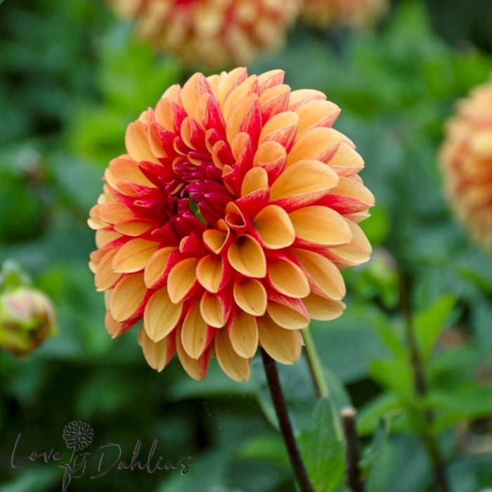 Love Dahlias Dahlia Tubers Bulbs South Africa American Sunset