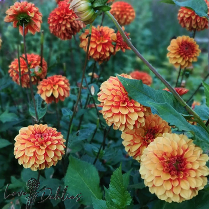 Love Dahlias Dahlia Tubers Bulbs South Africa American Sunset