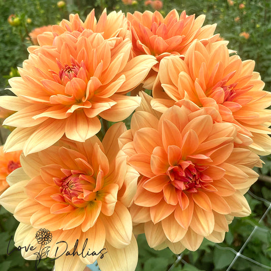 Love Dahlias Dahlia Tubers Bulbs South Africa Apricot Desire