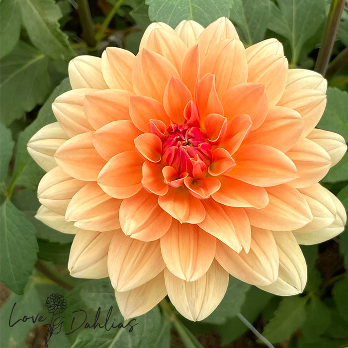 Love Dahlias Dahlia Tubers Bulbs South Africa Apricot Desire