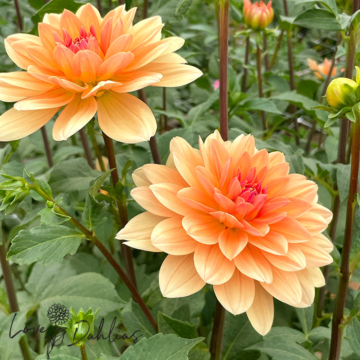 Love Dahlias Dahlia Tubers Bulbs South Africa Apricot Desire