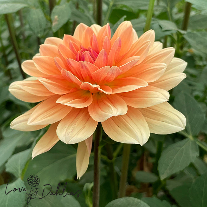 Love Dahlias Dahlia Tubers Bulbs South Africa Apricot Desire