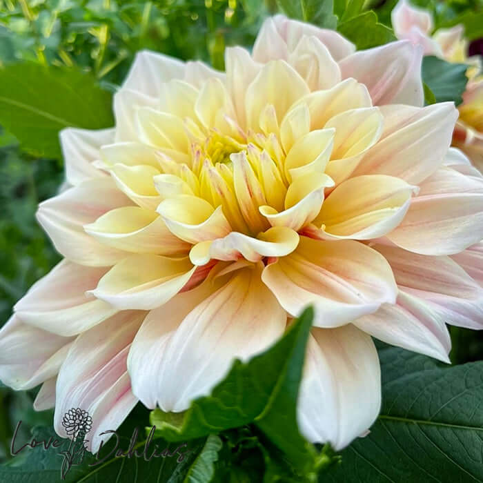 Love Dahlias Dahlia Tubers Bulbs South Africa Break Out