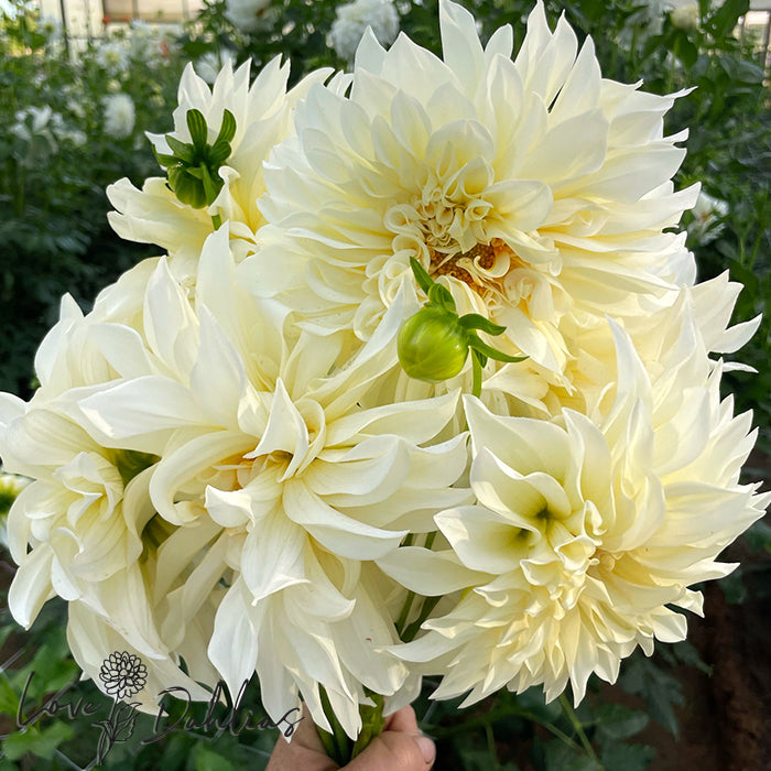 Love Dahlias Dahlia Tubers Bulbs South Africa Cafe au Lait Supreme