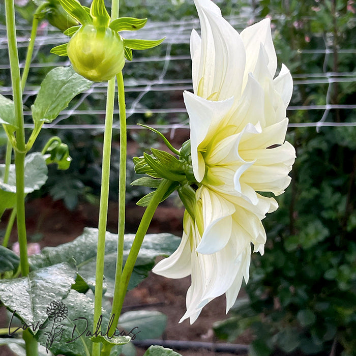 Love Dahlias Dahlia Tubers Bulbs South Africa Cafe au Lait Supreme