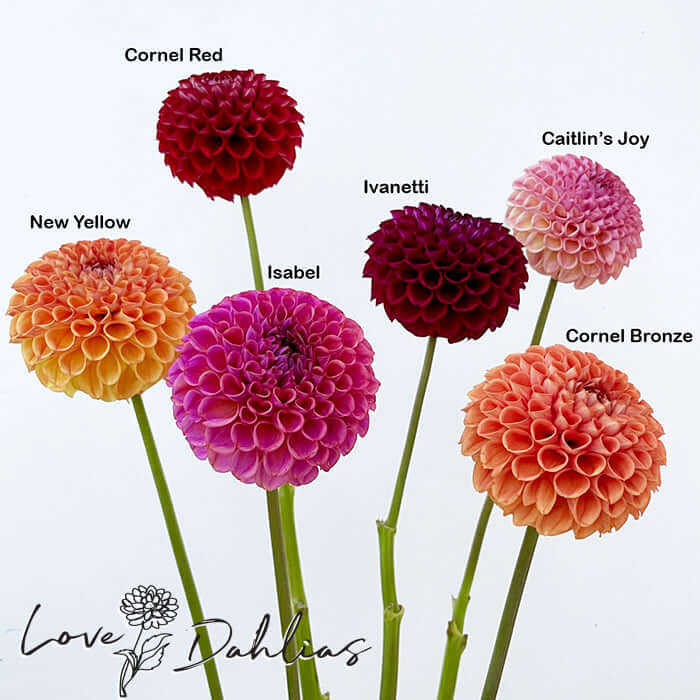 Love Dahlias Dahlia Tubers Bulbs South Africa Cornel Red and Bronze